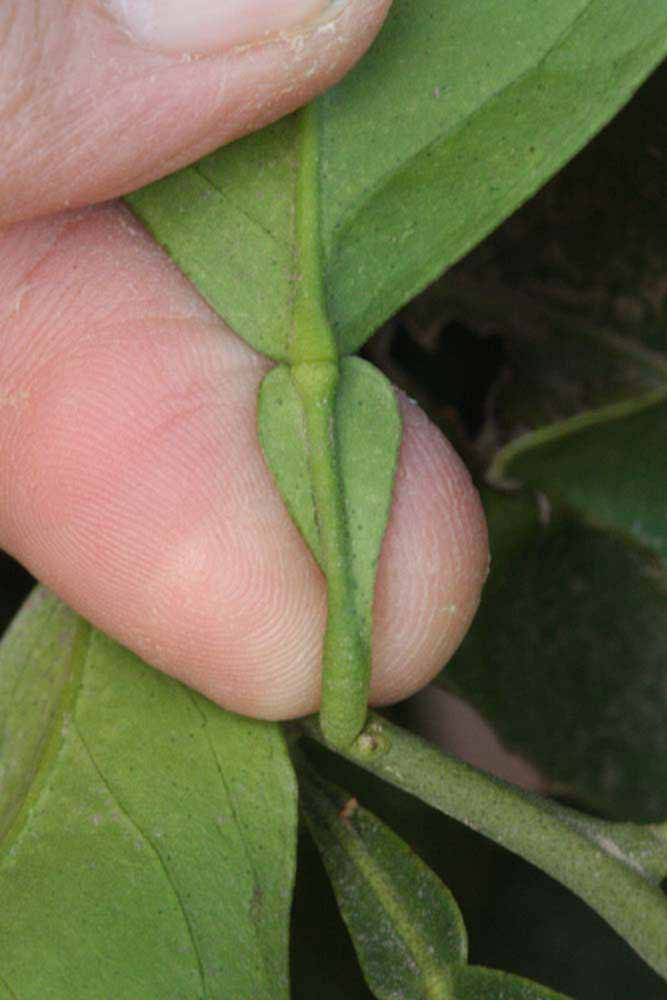              Petiole (Riverside, CA)       